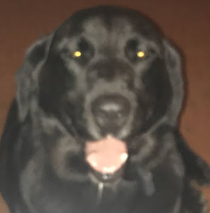 Meet your Posher, Ariel